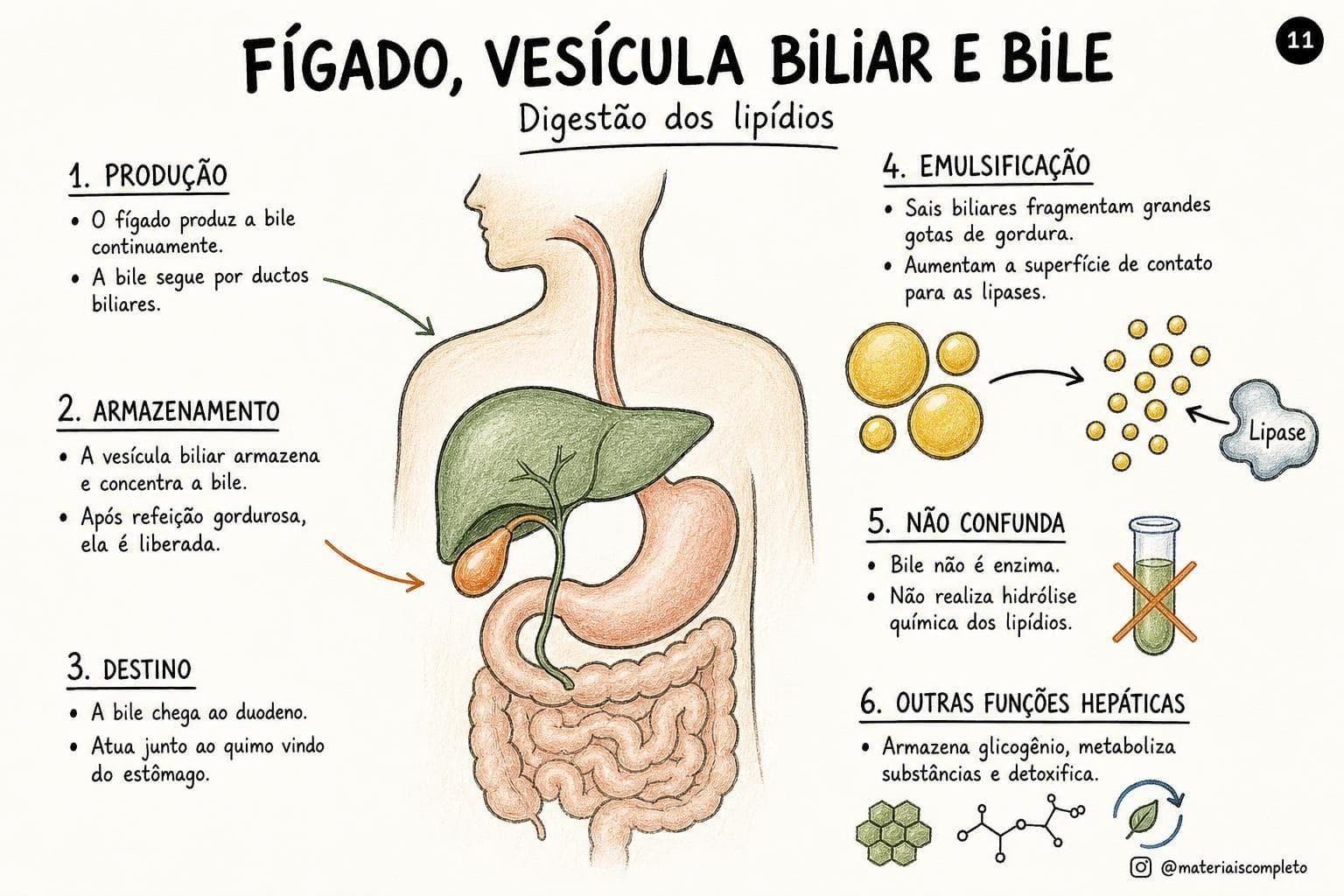 Exemplos de mapas visuais sobre sistemas do corpo humano