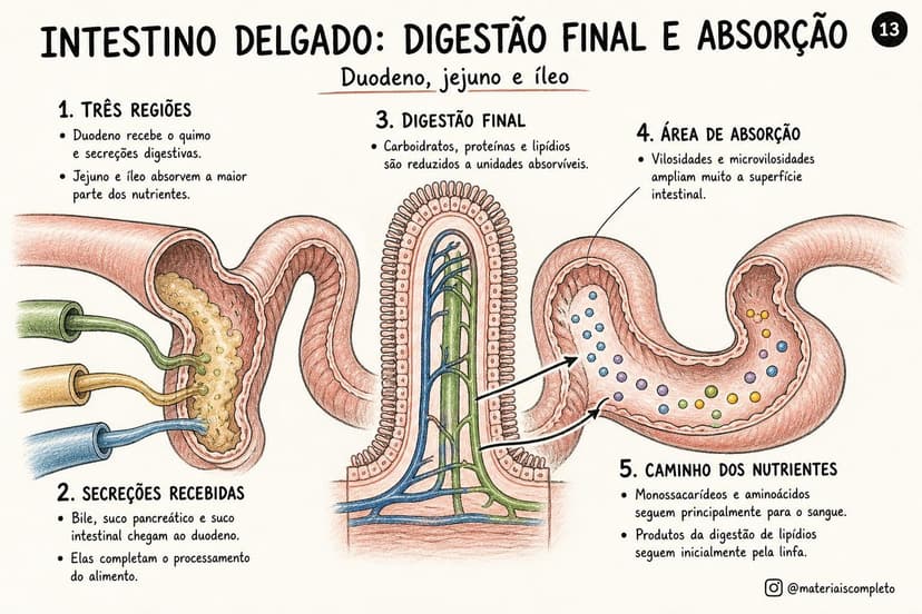 Página do material visual