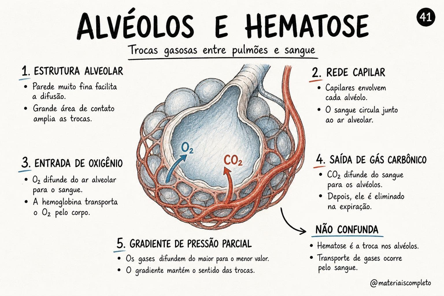 Material digital de Fisiologia Humana organizado por temas para o ENEM